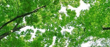 tree_woods_00008.jpg-2.jpg