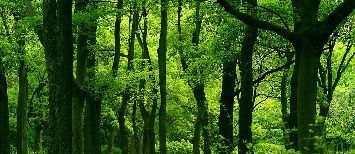 tree_woods_00020.jpg-1.jpg
